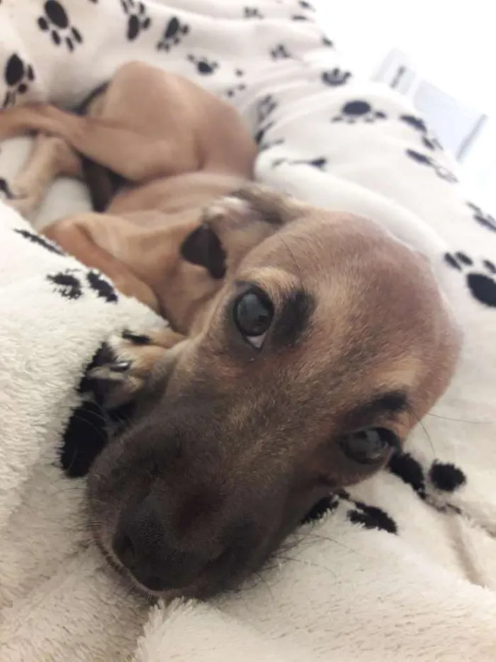 Cachorro raça Misturada com pinscher  idade 2 a 6 meses nome Meiko