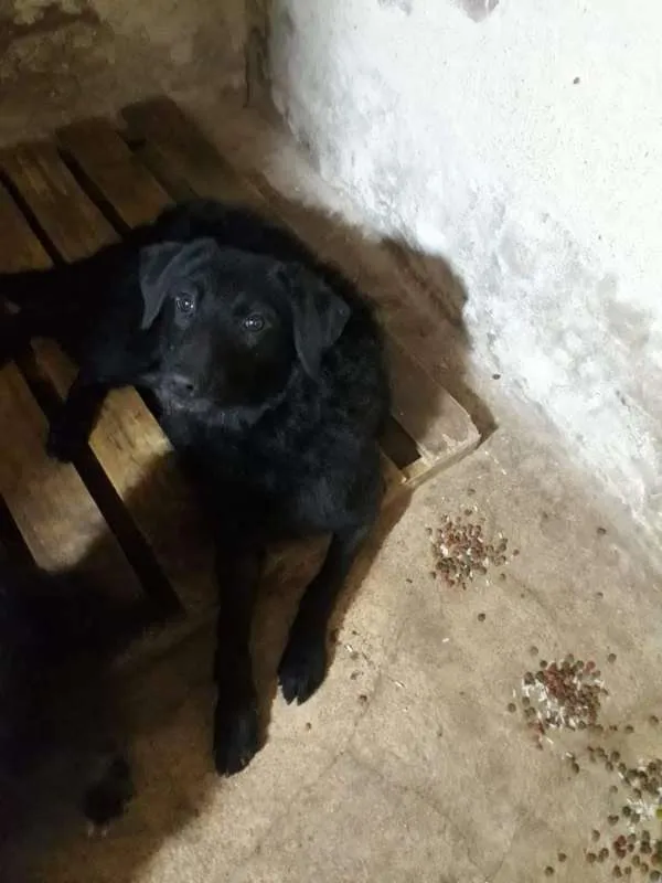Cachorro ra a Indefinida  idade 7 a 11 meses nome Lolo 
