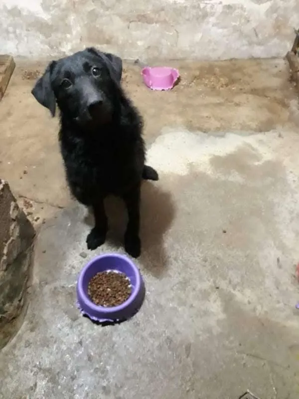 Cachorro ra a Indefinida  idade 7 a 11 meses nome Lolo 