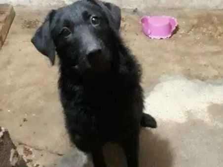 Cachorro ra a Indefinida  idade 7 a 11 meses nome Lolo 
