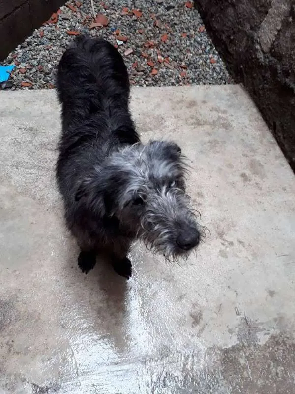 Cachorro ra a Indefinida  idade 7 a 11 meses nome Romieta 