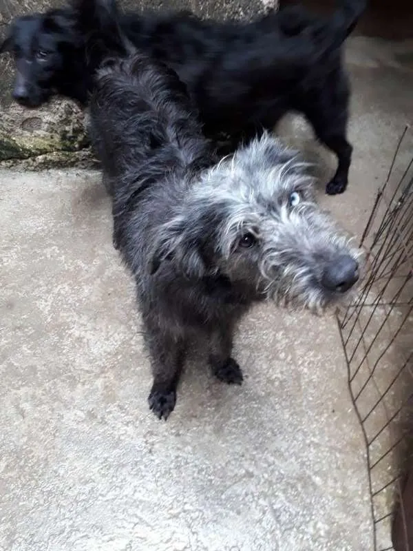 Cachorro ra a Indefinida  idade 7 a 11 meses nome Romieta 