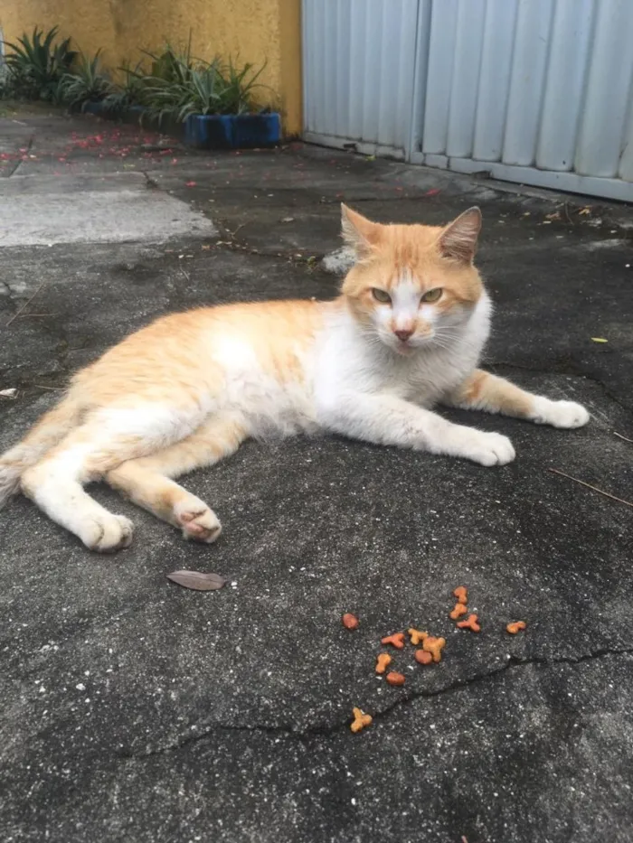 Gato ra a SRD idade 1 ano nome Zé 