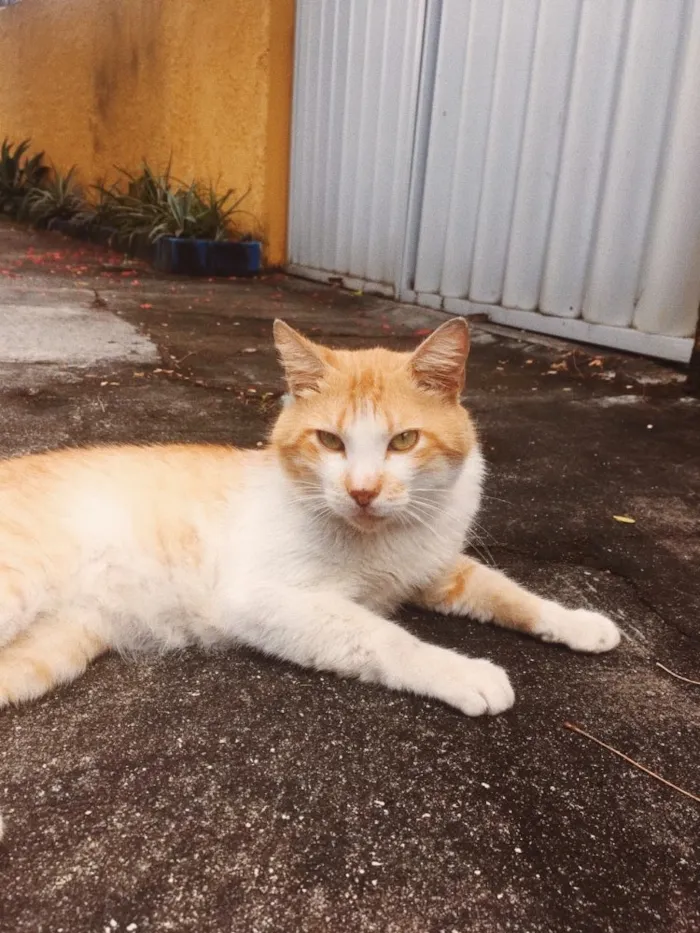 Gato ra a SRD idade 1 ano nome Zé 