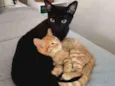 Nutella e Curau