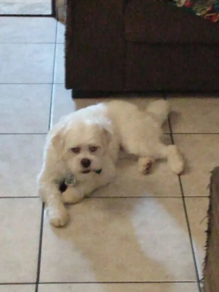 Cachorro ra a Lhasa Apso idade 1 ano nome Bob