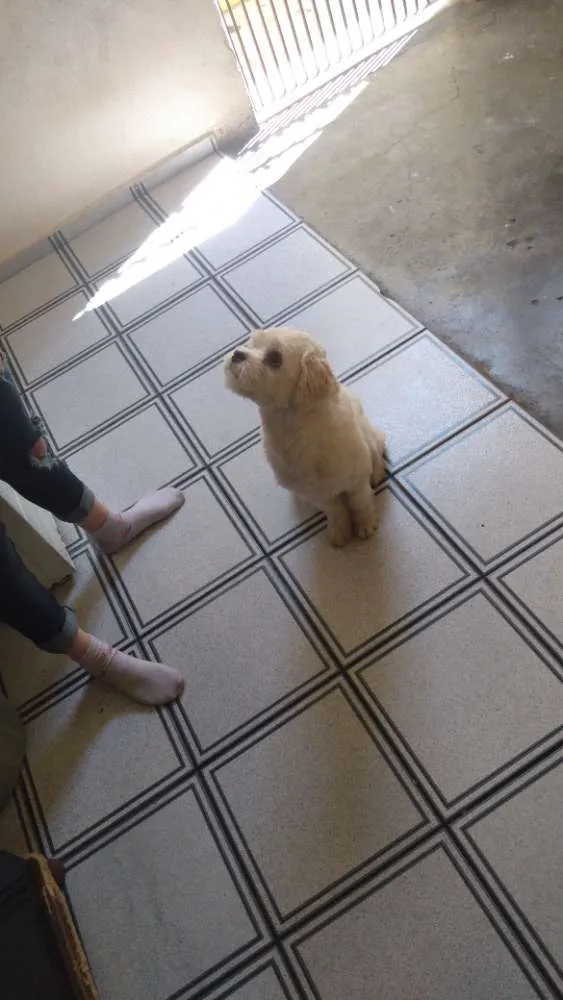 Cachorro ra a Lhasa Apso idade 1 ano nome Bob