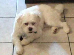 Cachorro raça Lhasa Apso idade 1 ano nome Bob