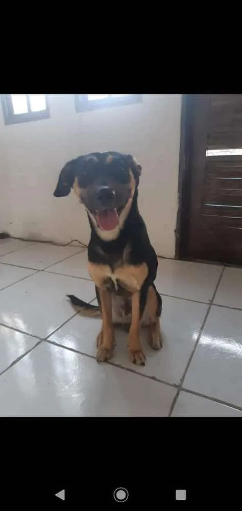 Cachorro ra a Vira lata  idade 1 ano nome Thor
