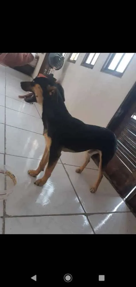 Cachorro ra a Vira lata  idade 1 ano nome Thor