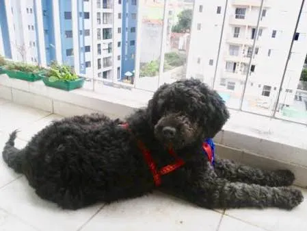 Cachorro ra a Mix Poodle idade 2 anos nome Bilú
