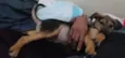 Gordinho
