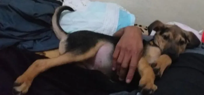 Cachorro ra a ( vira-lata e pastor alemão) idade 2 a 6 meses nome Gordinho