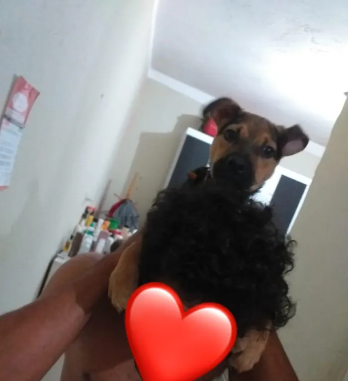 Cachorro ra a ( vira-lata e pastor alemão) idade 2 a 6 meses nome Gordinho