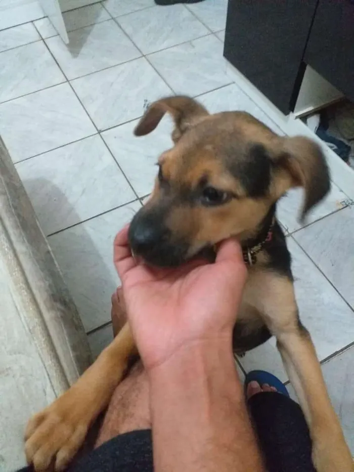 Cachorro ra a ( vira-lata e pastor alemão) idade 2 a 6 meses nome Gordinho