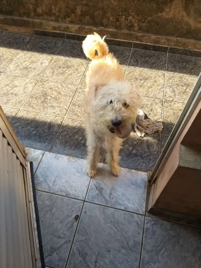 Cachorro ra a SRD idade 1 ano nome Pipoca