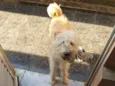Pipoca