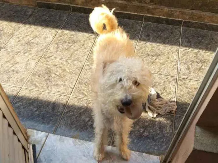 Cachorro ra a SRD idade 1 ano nome Pipoca