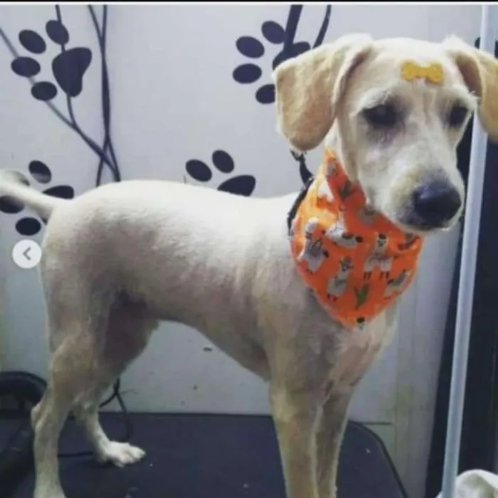 Cachorro ra a SRD idade 1 ano nome Pipoca
