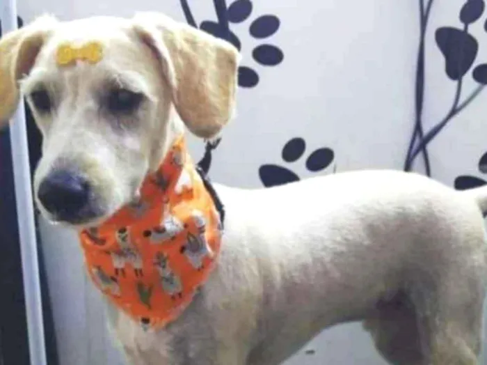 Cachorro ra a SRD idade 1 ano nome Pipoca