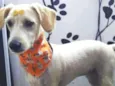 Pipoca