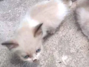 Gato raça Ciames idade 2 a 6 meses nome Ainda sem nome