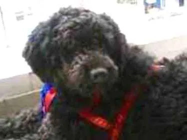 Cachorro ra a Mix Poodle idade 2 anos nome Bilú