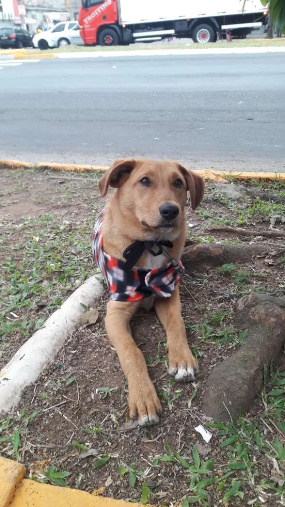 Cachorro ra a SRD idade 7 a 11 meses nome Thor