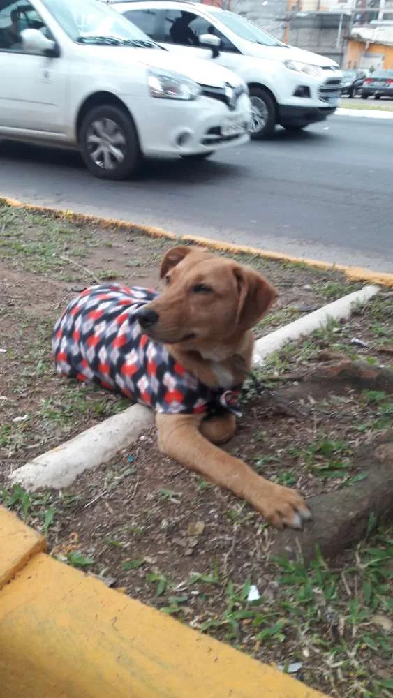 Cachorro ra a SRD idade 7 a 11 meses nome Thor