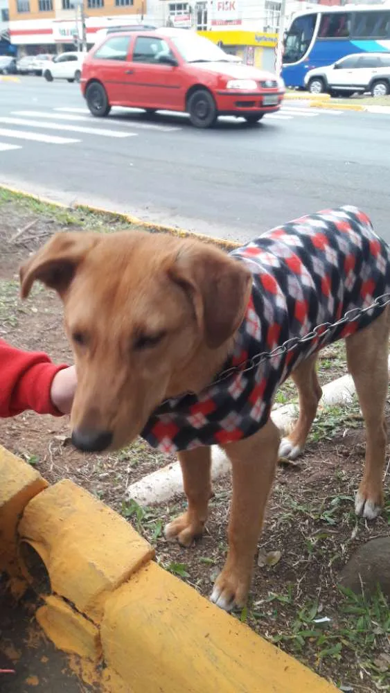 Cachorro ra a SRD idade 7 a 11 meses nome Thor