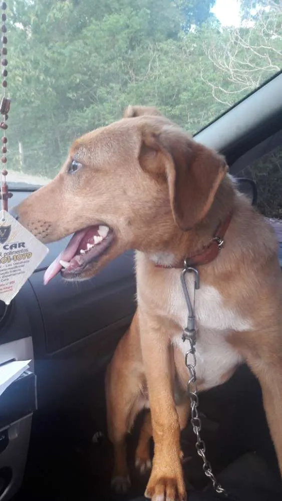 Cachorro ra a SRD idade 7 a 11 meses nome Thor