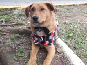 Cachorro raça SRD idade 7 a 11 meses nome Thor