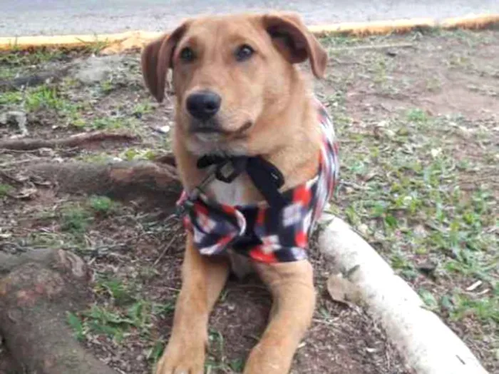 Cachorro ra a SRD idade 7 a 11 meses nome Thor