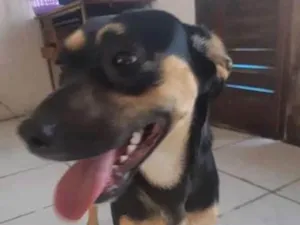 Cachorro raça Vira lata  idade 1 ano nome Thor