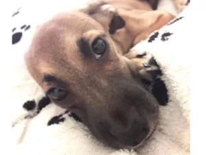 Cachorro raça Misturada com pinscher  idade 2 a 6 meses nome Meiko