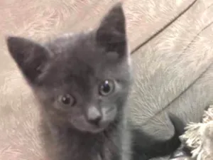 Gato raça SRD idade Abaixo de 2 meses nome Luna