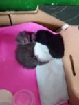 Gato cinza