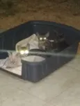 Resgatados