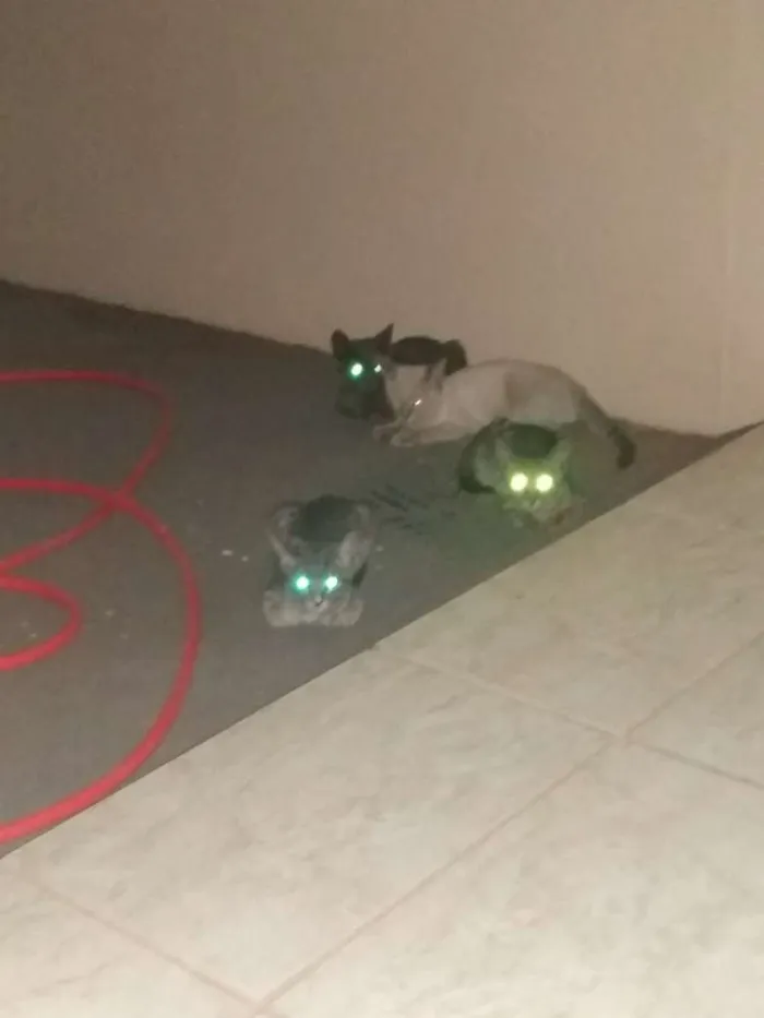 Gato ra a SRD idade 2 a 6 meses nome Resgatados