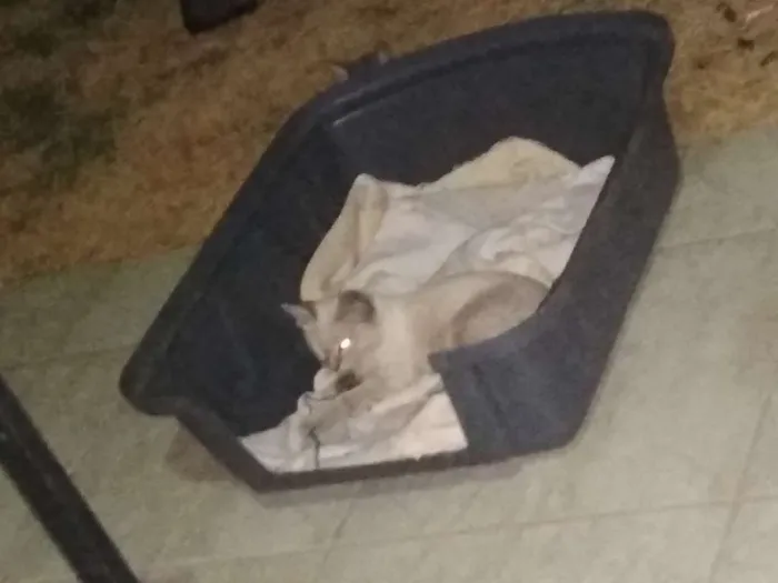 Gato ra a SRD idade 2 a 6 meses nome Resgatados