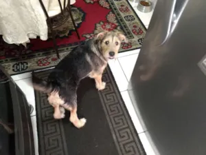 Cachorro raça Vira lata idade 2 a 6 meses nome Lu