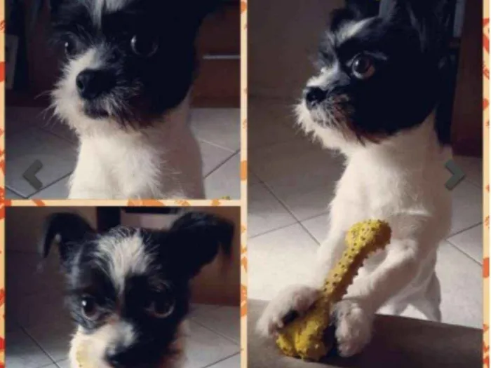 Cachorro ra a Mistura pinscher com Shi tzu idade 4 anos nome Billy