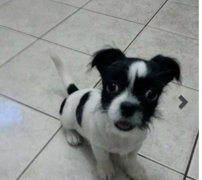 Cachorro ra a Mistura pinscher com Shi tzu idade 4 anos nome Billy