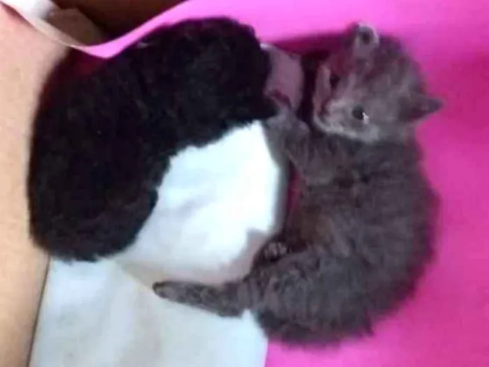 Gato ra a Sem raça  idade 2 a 6 meses nome Gato cinza