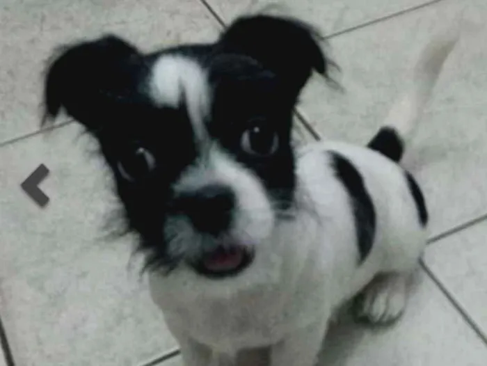 Cachorro ra a Mistura pinscher com Shi tzu idade 4 anos nome Billy