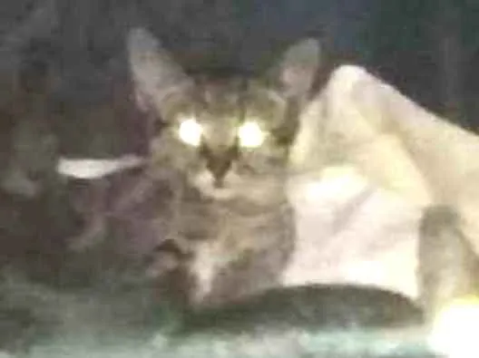 Gato ra a SRD idade 2 a 6 meses nome Resgatados