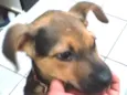Gordinho