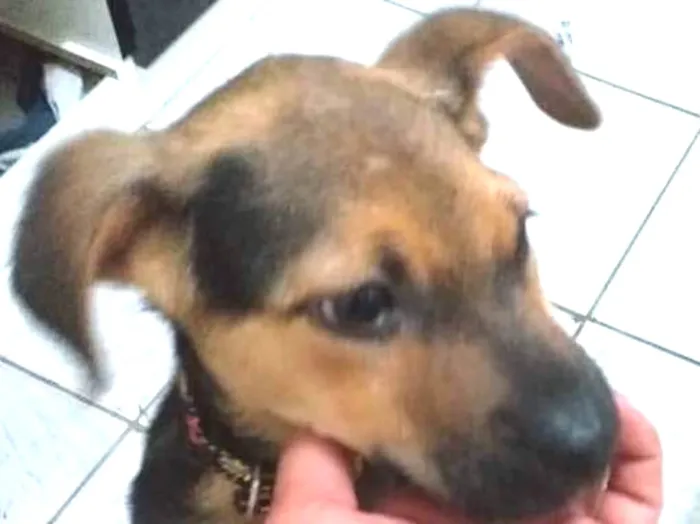 Cachorro ra a ( vira-lata e pastor alemão) idade 2 a 6 meses nome Gordinho