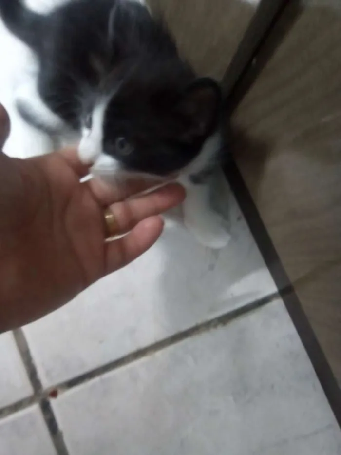 Gato ra a Não identifiquei idade Abaixo de 2 meses nome 3 filhotes sem nome