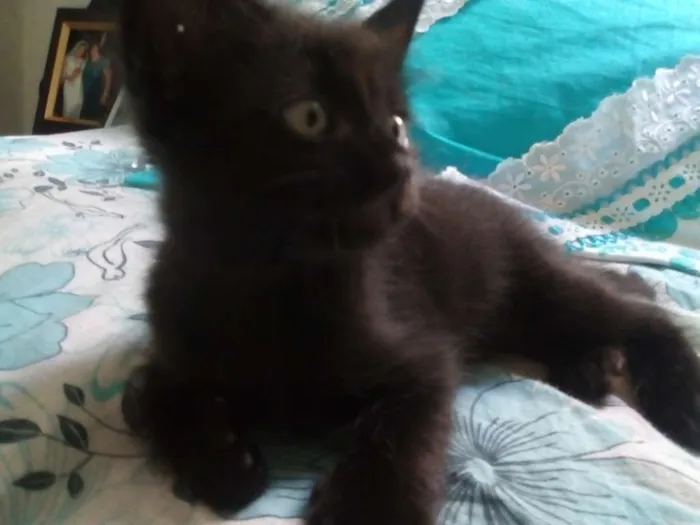 Gato ra a Não identifiquei idade Abaixo de 2 meses nome 3 filhotes sem nome